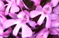 anacamptis pyramidalis