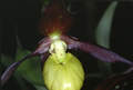 Cypripedium calceolus