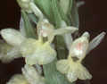 Dactylorhiza insularis