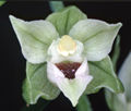 Epipactis helleborine