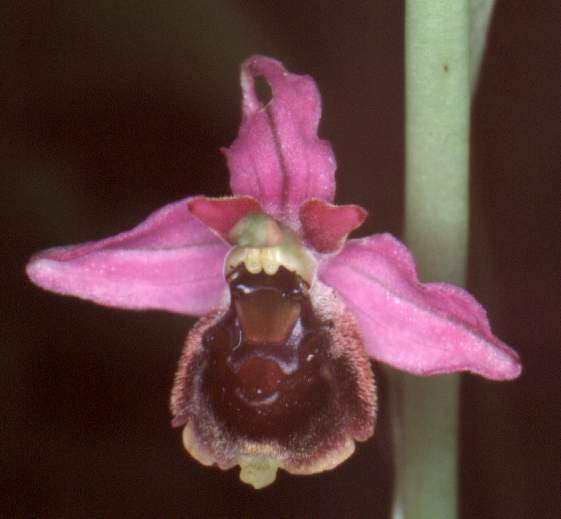 Ophrys elatior