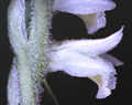 Spiranthes spiralis