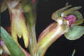 Coeloglossum viride