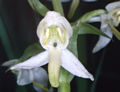 Platanthera chlorantha