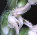 Goodyera repens