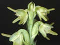 Herminium monorchis