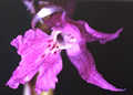 Orchis ovalis