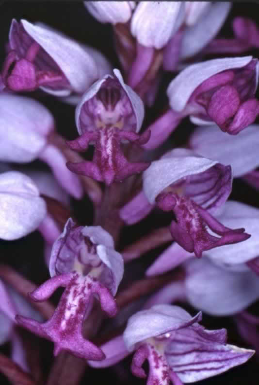 Orchis militaris