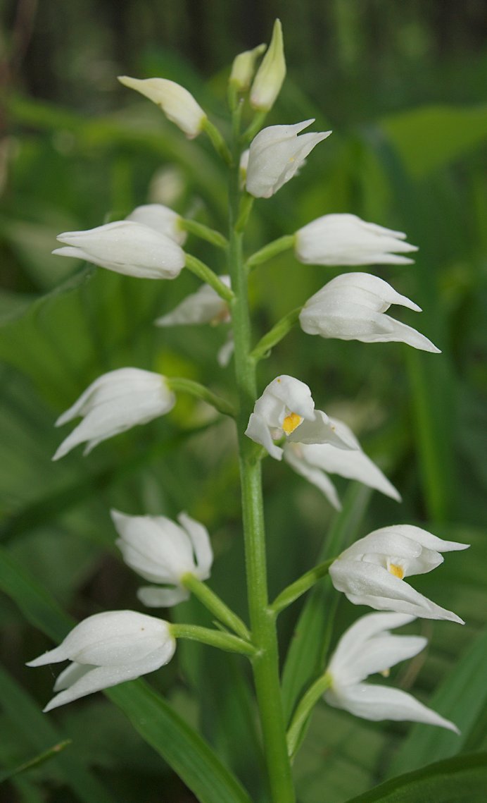 Cephalanthera longifolia subsp. longifolia