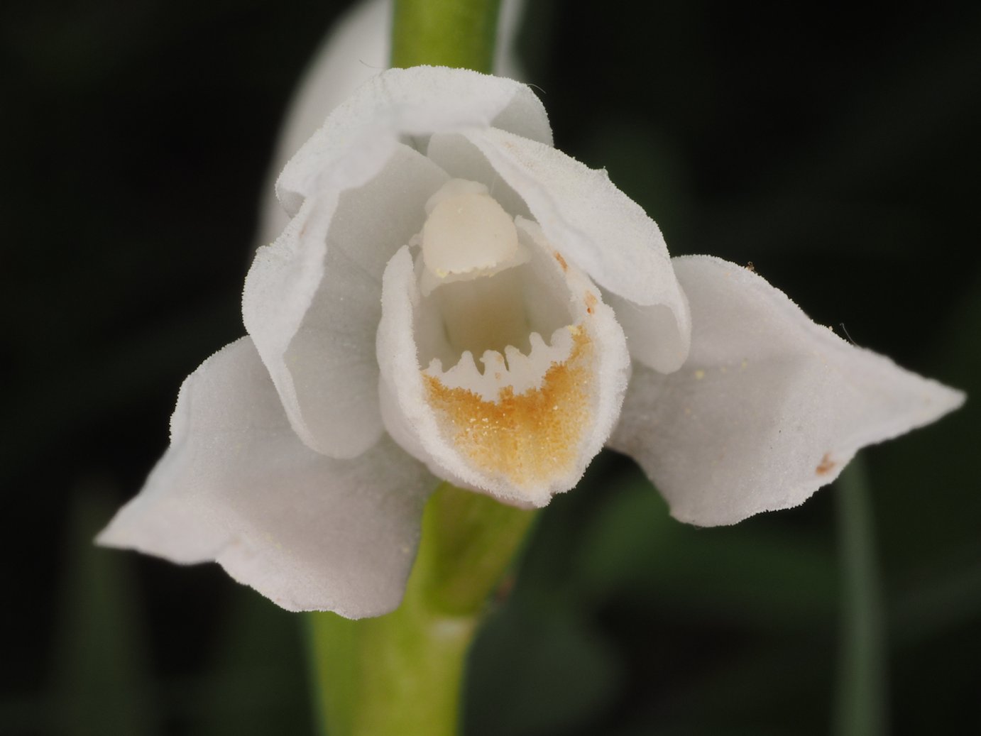 Cephalanthera longifolia subsp. longifolia