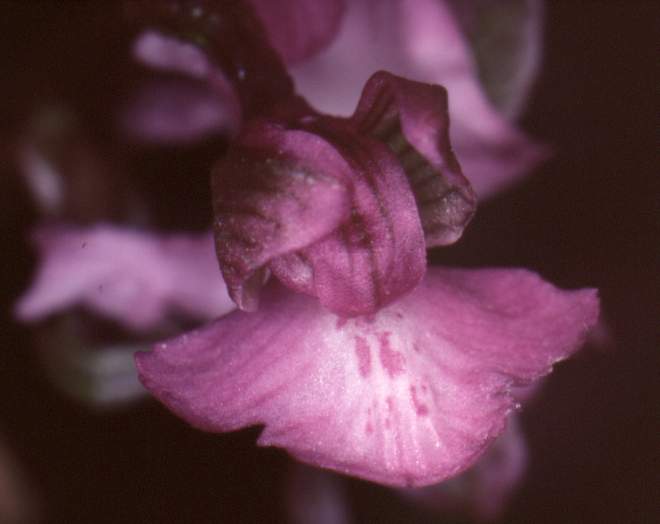 Orchis morio x Orchis mascula ??