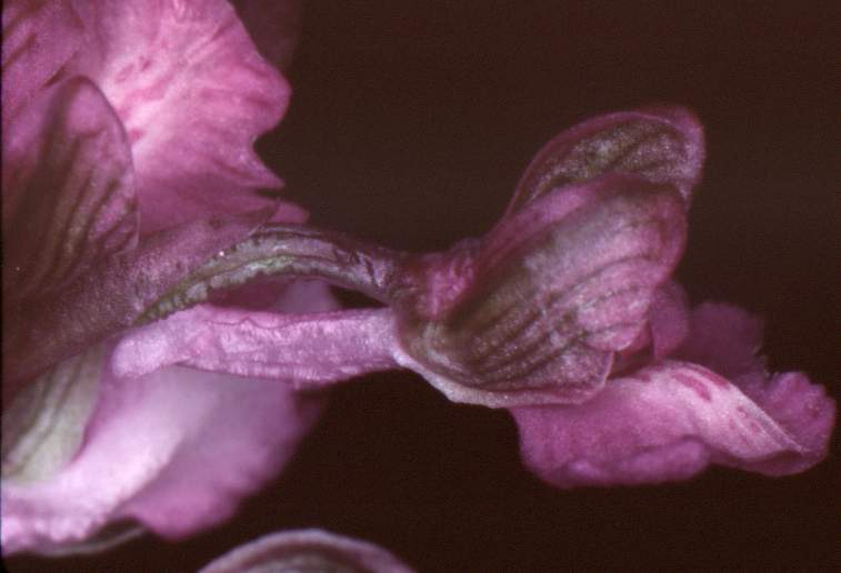 Orchis morio x Orchis mascula ??