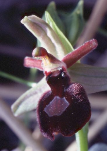 Orchis morio x Orchis mascula ??