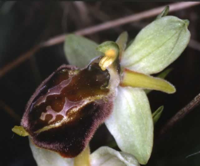 Orchis morio x Orchis mascula ??